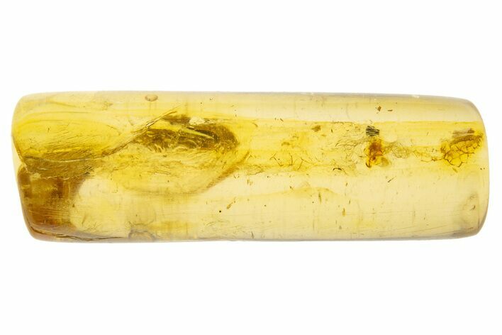 Polished Colombian Copal ( g) - Contains Fly! #331664